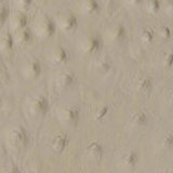 Struzzo 0148